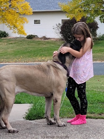 Kinsmen Mastiff Breeder in Wisconsin