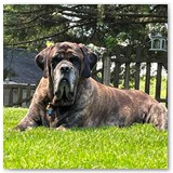 julies past mastiffs from kinsmen (1)