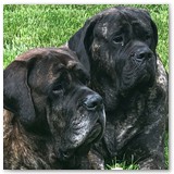 julies past mastiffs from kinsmen (10)