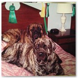 julies past mastiffs from kinsmen (14)