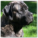 julies past mastiffs from kinsmen (2)