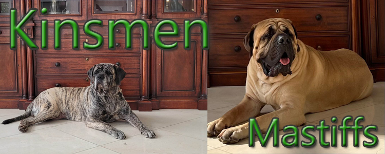 Kinsmen Mastiffs